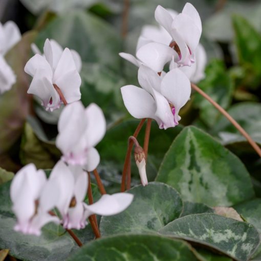 cyclamen-hederifolium-var-albiflorum