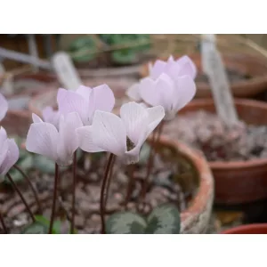 cyclamen-intaminatum