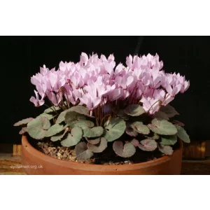 Cyclamen mirabile - Télálló ciklámen