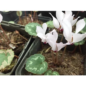 Cyclamen mirabile Album - Télálló ciklámen
