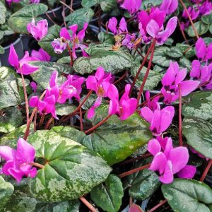 Cyclamen pseudibericum - Télálló ciklámen