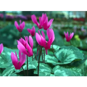 Cyclamen repandum - Télálló ciklámen