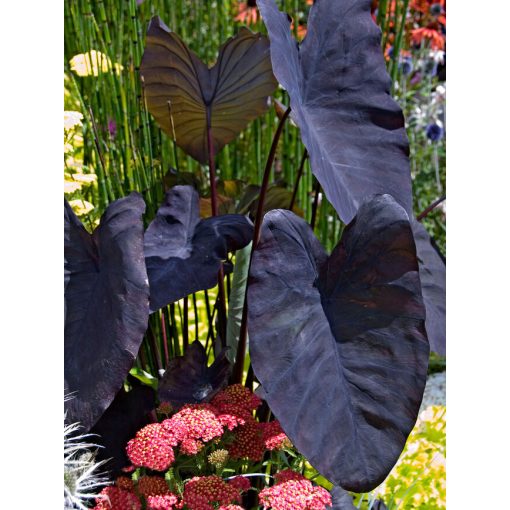 Colocasia esculenta Black Magic - Elefántfül, táró