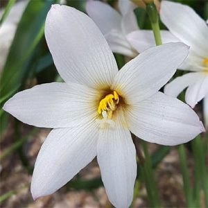 Cooperanthus Snow White