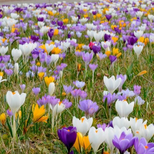 Crocus Swanbury Mix - Krókusz