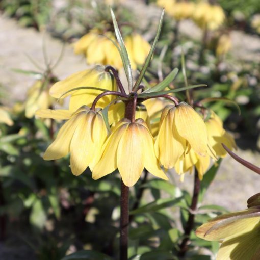 Fritillaria imperialis Helena - Császárkorona