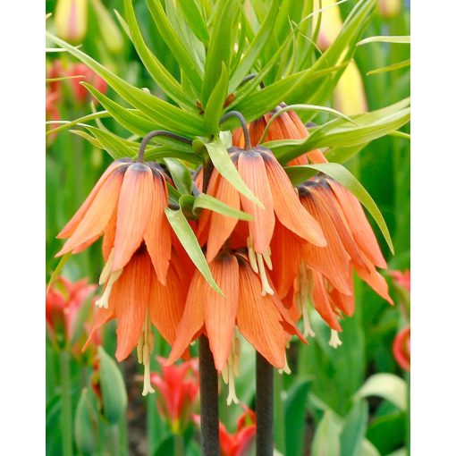 Fritillaria imperialis Aurora - Császárkorona