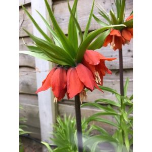 Fritillaria imperialis Rubra Maxima - Császárkorona