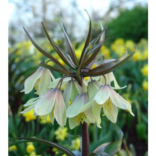 Fritillaria raddeana - Császárkorona