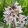 Fritillaria stenanthera - Császárkorona