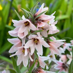 Fritillaria stenanthera - Császárkorona