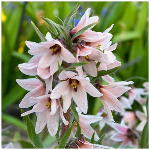 Fritillaria stenanthera - Császárkorona