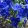 Tecophilaea cyanocrocus