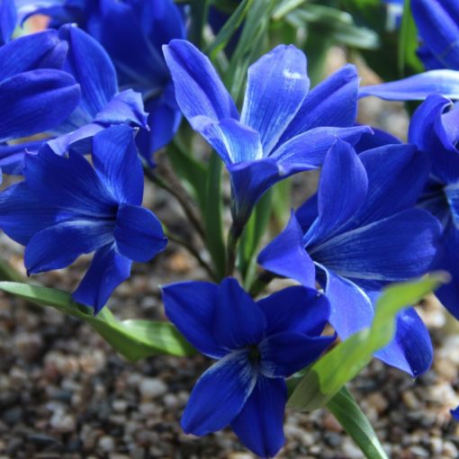 Tecophilaea cyanocrocus