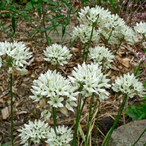 Triteleia hyacinthina - Csillagliliom