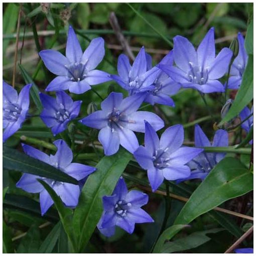 Triteleia laxa Koningin Fabiola - Csillagliliom