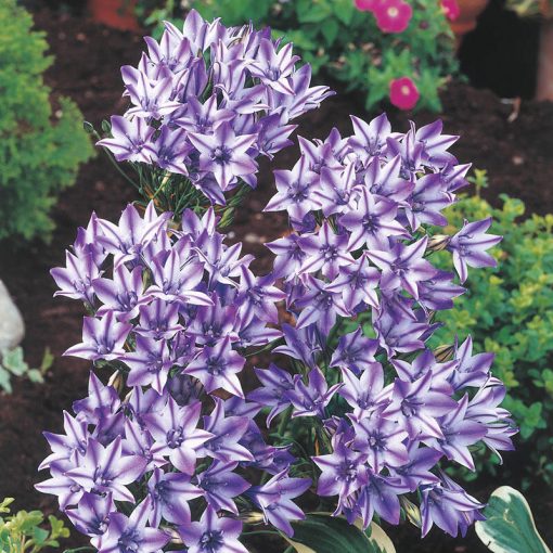 Triteleia laxa Rudy - Csillagliliom