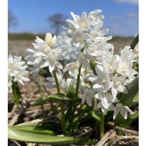 Puschkinia libanotica Alba - Csillagos puskinvirág