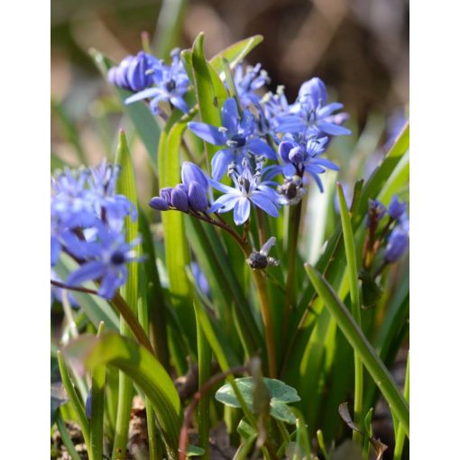 Scilla bifolia - Csillagvirág