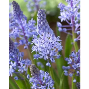 Scilla litardierei - Csillagvirág