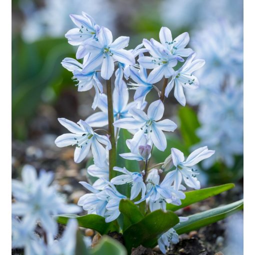 Scilla mischtschenkoana Tubergeniana - Csillagvirág