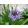 Scilla peruviana - Csillagvirág