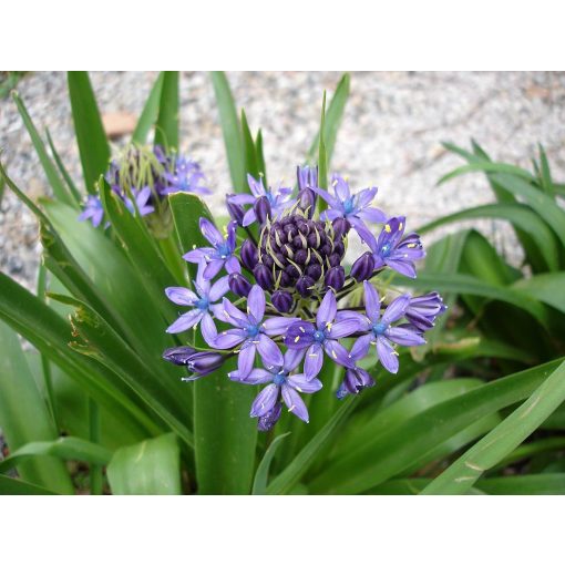 Scilla peruviana - Csillagvirág