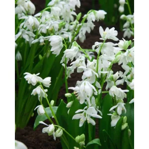 Scilla siberica Alba - Csillagvirág
