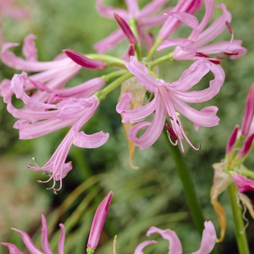 Nerine bowdenii - Csillogó pirosliliom