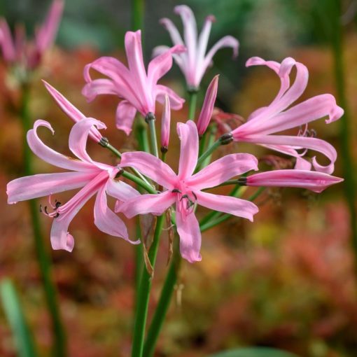 Nerine bowdenii Amandi - Csillogó piroslilom