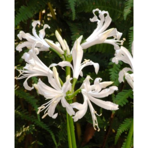 Nerine bowdenii Bianca Perla - Csillogó pirosliliom