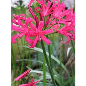 Nerine bowdenii Favourite (12/+) - Csillogó pirosliliom