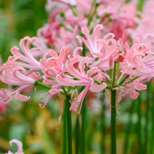 Nerine bowdenii Flügel - Csillogó pirosliliom