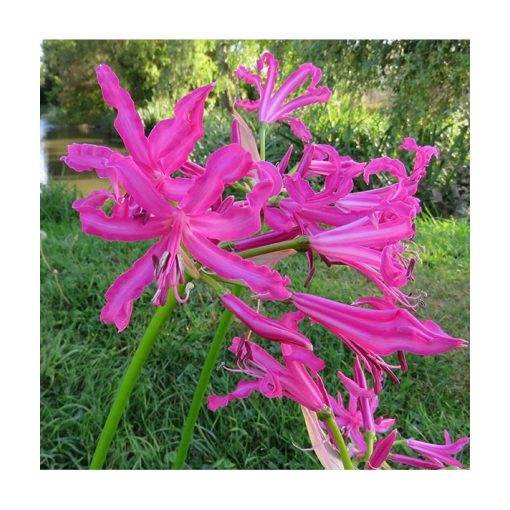 Nerine bowdenii Isabel - Csillogó pirosliliom