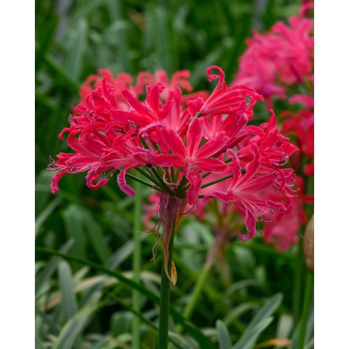 Nerine bowdenii Pearls of Cherry - Csillogó pirosliliom