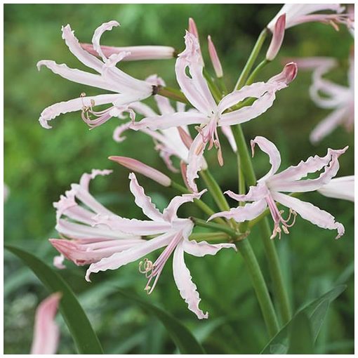 Nerine bowdenii Vesta - Csillogó pirosliliom