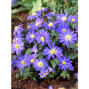 Anemone blanda Blue Shades - Csinos szellőrózsa