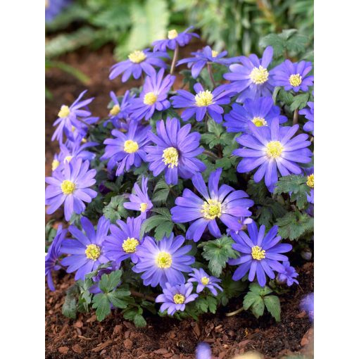 Anemone blanda Blue Shades - Csinos szellőrózsa