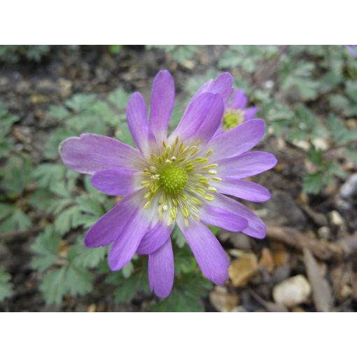 Anemone blanda Violet Star - Csinos szellőrózsa