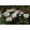Anemone blanda White Splendour - Csinos szellőrózsa