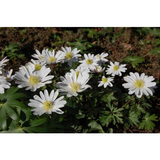 Anemone blanda White Splendour - Csinos szellőrózsa