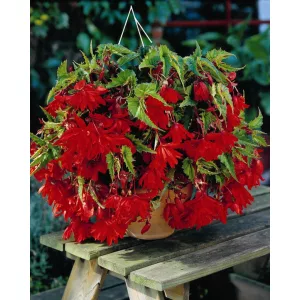 Begonia pendula Red - Csüngő begónia