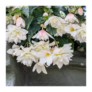 Begonia pendula White - Csüngő begónia