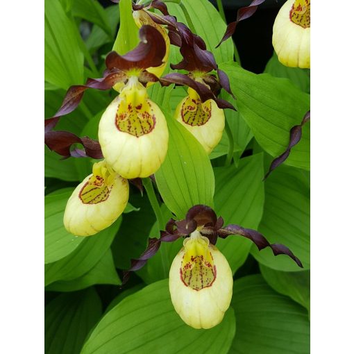 Cypripedium Emile