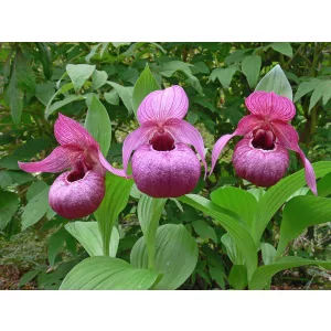 Cypripedium Eurasia (macranthos x tibeticum)