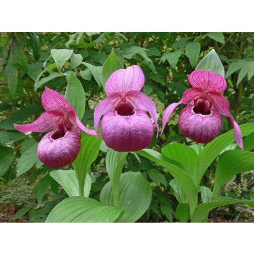 Cypripedium Eurasia (macranthos x tibeticum)