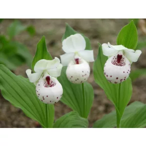 Cypripedium Ulla Silkens