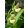 cypripedium-flavum