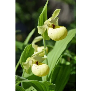cypripedium-flavum