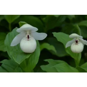Cypripedium flavum Alba (p11*11)